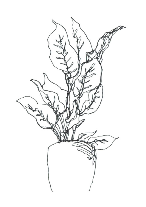 Continuous Line Drawing Of A Flower : Plant line drawing